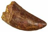 Serrated, Carcharodontosaurus Tooth - Real Dinosaur Tooth #341285-1